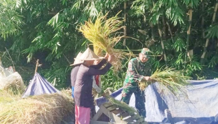 Babinsa Koramil 2306/Mancak Dampingi Petani, Wujud Nyata Dukungan Ketahanan Pangan