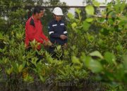 PT TIMAH Tbk Konsisten Dorong Pelestarian Lingkungan Melalui Program Seribu Pohon untuk Negeri
