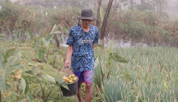 Kisah Petani Sayuran di Lereng Merapi: Penghasilan Melonjak Berkat Program MBG
