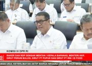 Pemerintah: Ketersediaan Jagung, Gula, hingga Telur Ayam Diproyeksikan Surplus Jelang El Nino “Godzilla”