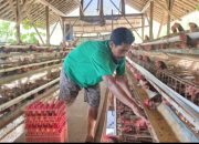 Sempat Sulit Terjual, Kini Seluruh Telur Peternak Ayam Ini Terserap Berkat MBG