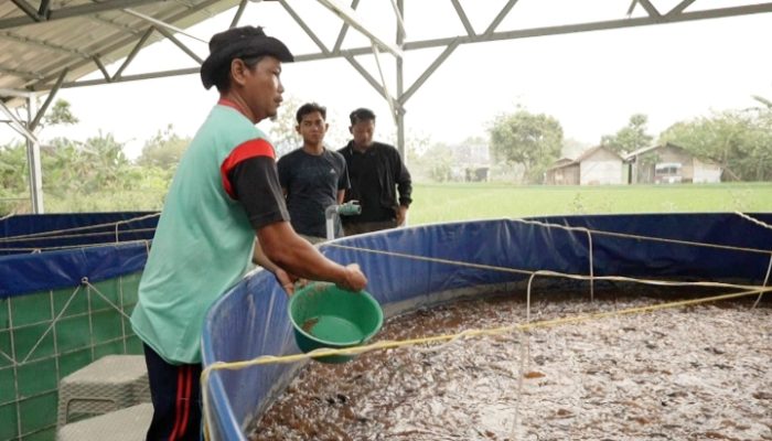Program MBG Dorong Rantai Pasok Lokal, Budidaya Lele Jadi Tulang Punggung