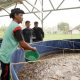 Program MBG Dorong Rantai Pasok Lokal, Budidaya Lele Jadi Tulang Punggung