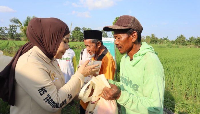 Tinjau Sentra Perbenihan Padi Bulungan, Hj. Rahmawati: Program Prabowo Bikin Petani Makin Optimistis