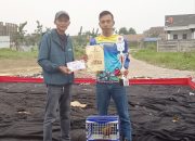 Meriah! Lomba Giringan B Merpati di Lapak Martapura Cilegon Diikuti 212 Peserta