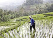 Dua Tahun Pemerintahan Prabowo: Harga Pupuk Turun 20 Persen, Kesejahteraan Petani Meningkat