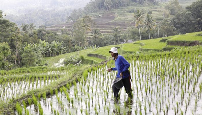 Dua Tahun Pemerintahan Prabowo: Harga Pupuk Turun 20 Persen, Kesejahteraan Petani Meningkat