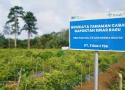 Dari Pertanian hingga Perikanan, PT TIMAH Dukung Ketahanan Pangan di Wilayah Operasional